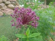 Allium 'Firmament'